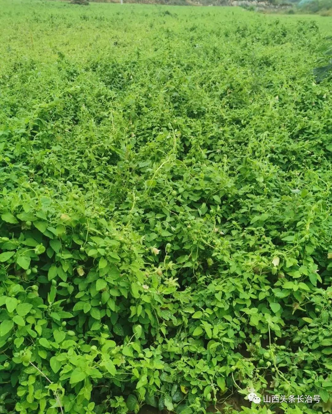 致富中药种植宝典下载_中药种植致富宝_种植致富药材