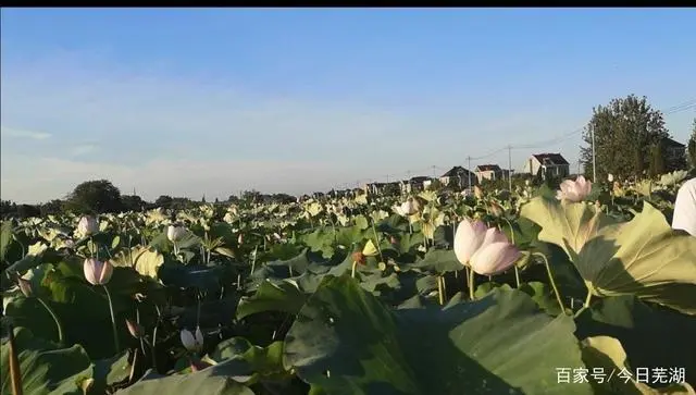 致富种植莲蓬图片欣赏_种莲蓬赚钱吗_种植莲蓬致富图片