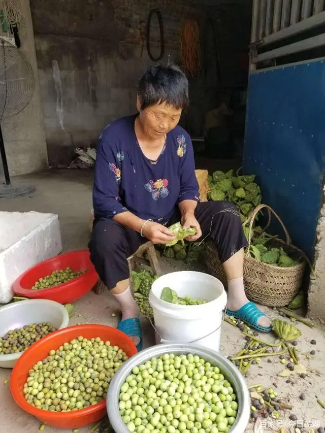 致富种植莲蓬图片欣赏_种植莲蓬致富图片_种莲蓬赚钱吗