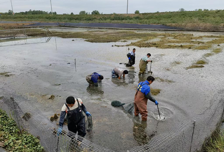 种植葛根的前景与利润_致富经葛根种植_葛根种植致富案例