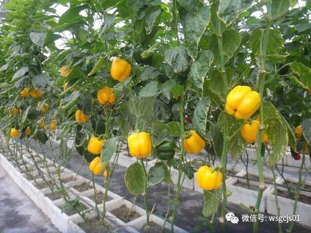 温室工程技术, 种植参考：全国设施蔬菜种植面积和分布情况