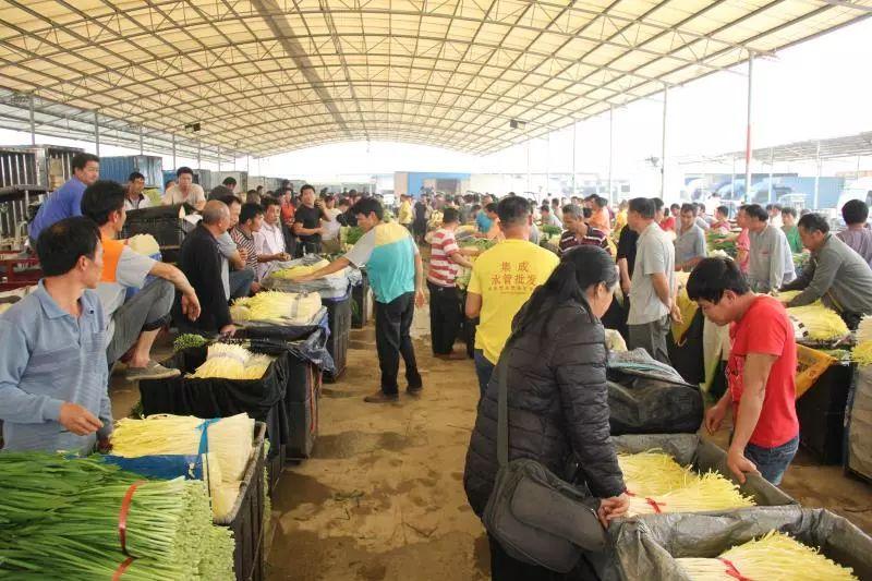 韭黄种植视频_广东韭黄种植基地_广东韭黄种植技术