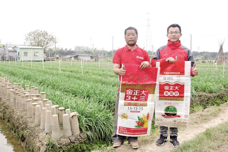 广东韭黄种植基地_广东韭黄种植技术_韭黄种植视频