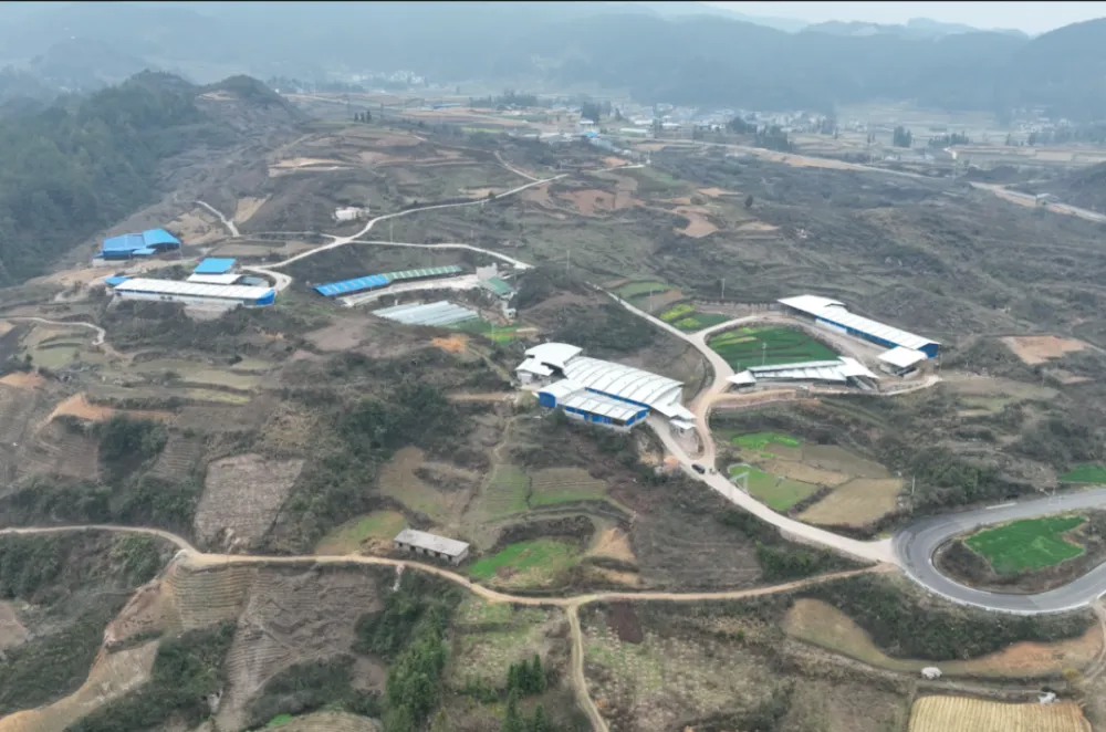 三门峡牛养殖致富经历_三门峡养牛基地_三门峡正规黄牛养殖场