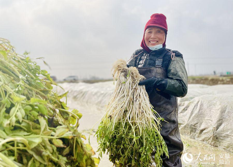 种植致富新项目_亳州循环种植致富_种植致富案例