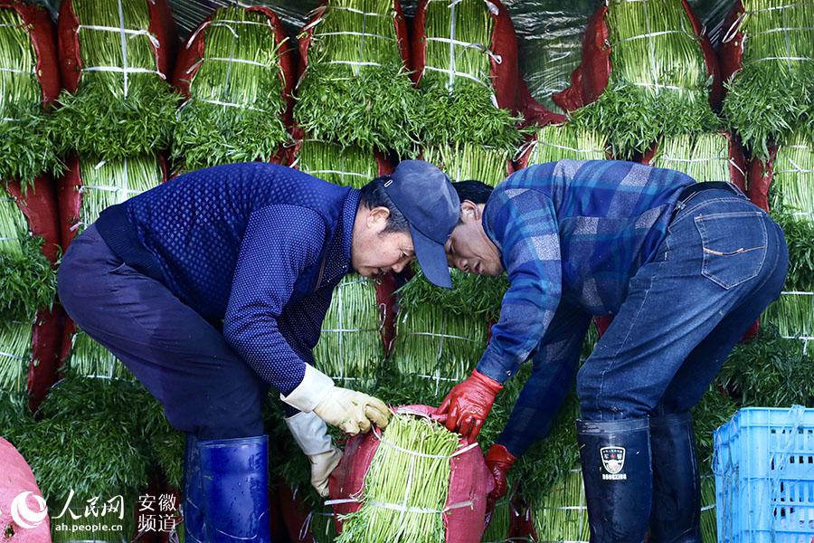 种植致富案例_种植致富新项目_亳州循环种植致富