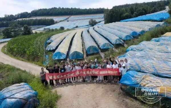 细辛种植致富实例图_致富经种植视频全集_致富经种植药材