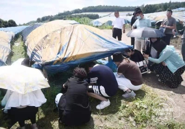 致富经种植药材_细辛种植致富实例图_致富经种植视频全集