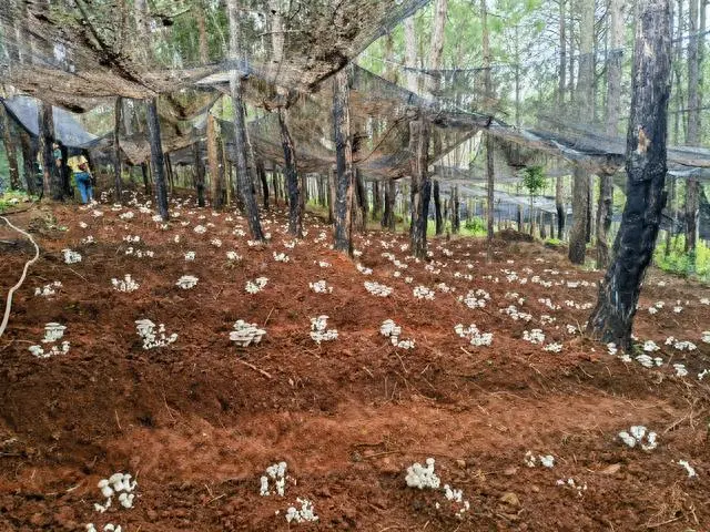 平菇种植法_林下平菇种植技术_平菇种植效益怎么样