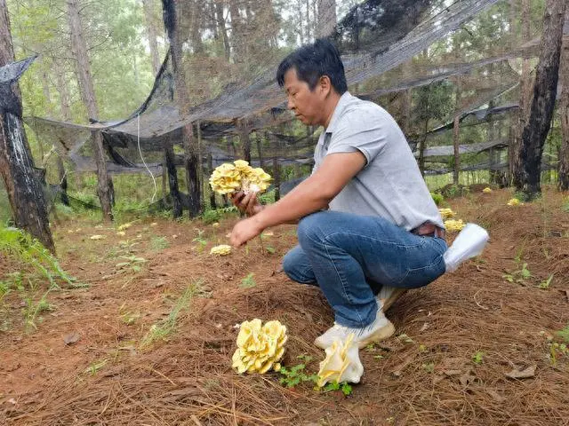 林下平菇种植技术_平菇种植效益怎么样_平菇种植法