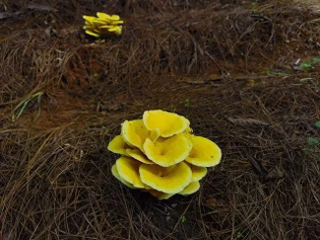 林下平菇种植技术_平菇种植效益怎么样_平菇种植法