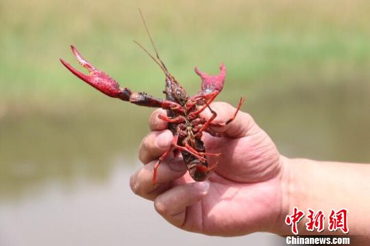 图为小龙虾苗 林馨 摄