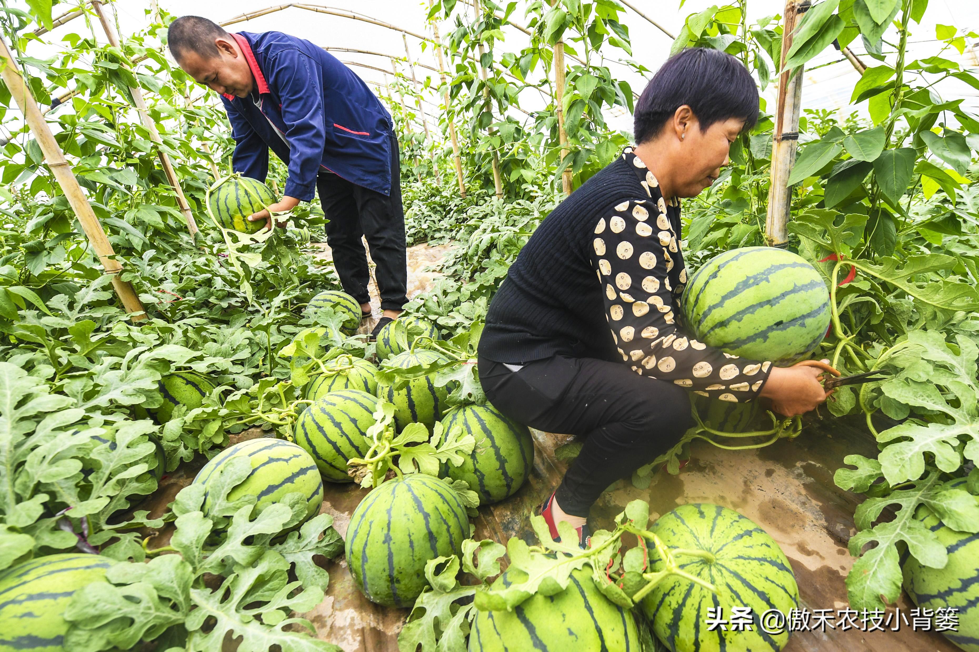 西瓜如何施肥才能更高产？田间施肥应该注意哪几点？