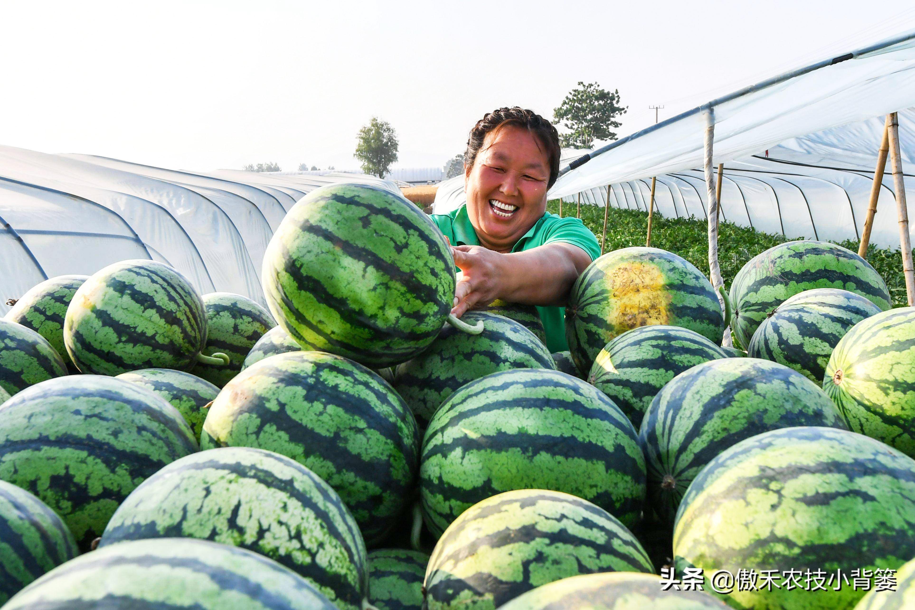 西瓜种植基肥技术与管理_西瓜种植技术基肥_西瓜种植基肥技术视频