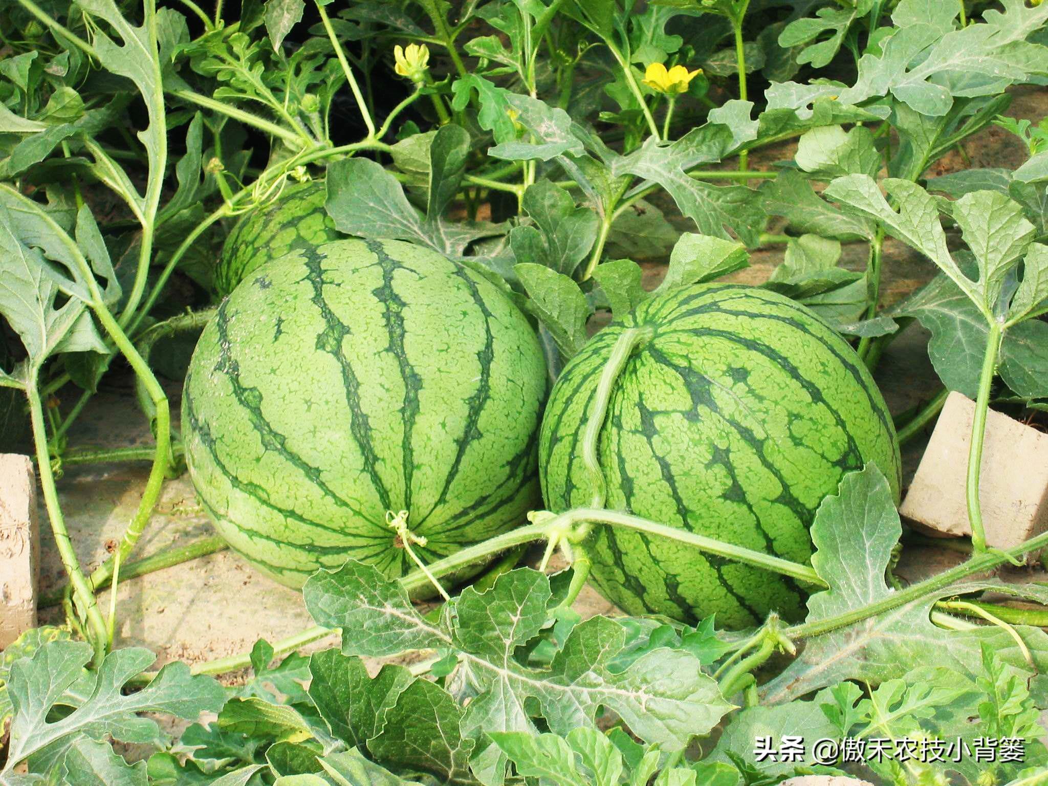 西瓜种植技术基肥_西瓜种植基肥技术视频_西瓜种植基肥技术与管理