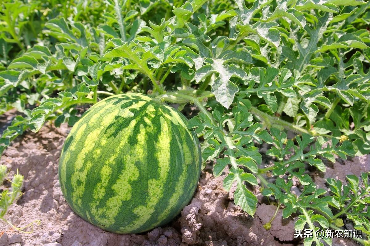 种西瓜基肥用什么肥好_西瓜种植基肥技术视频_西瓜种植技术基肥