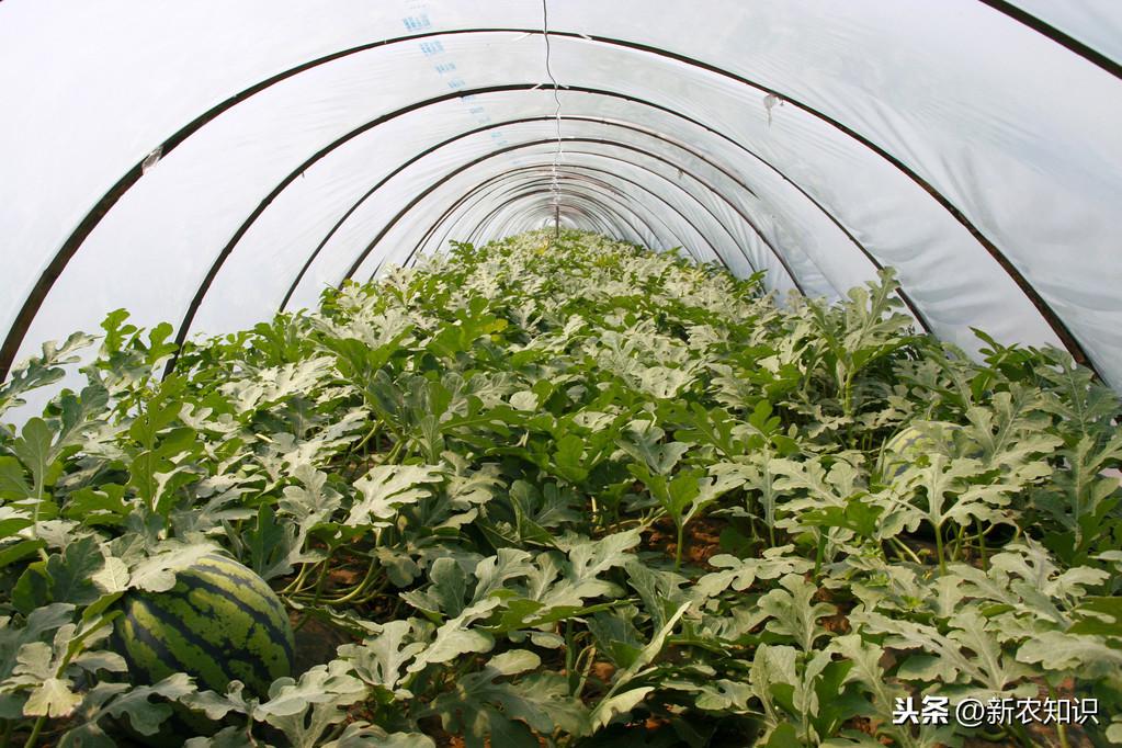 种西瓜基肥用什么肥好_西瓜种植基肥技术视频_西瓜种植技术基肥