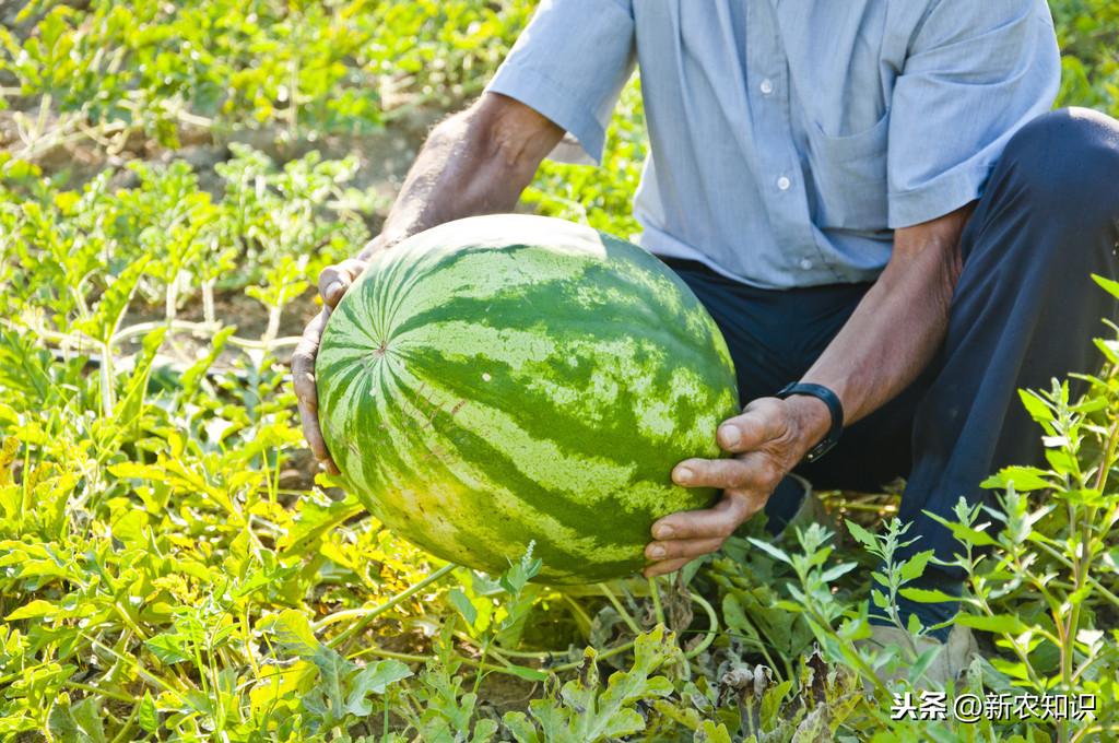 种西瓜基肥用什么肥好_西瓜种植基肥技术视频_西瓜种植技术基肥