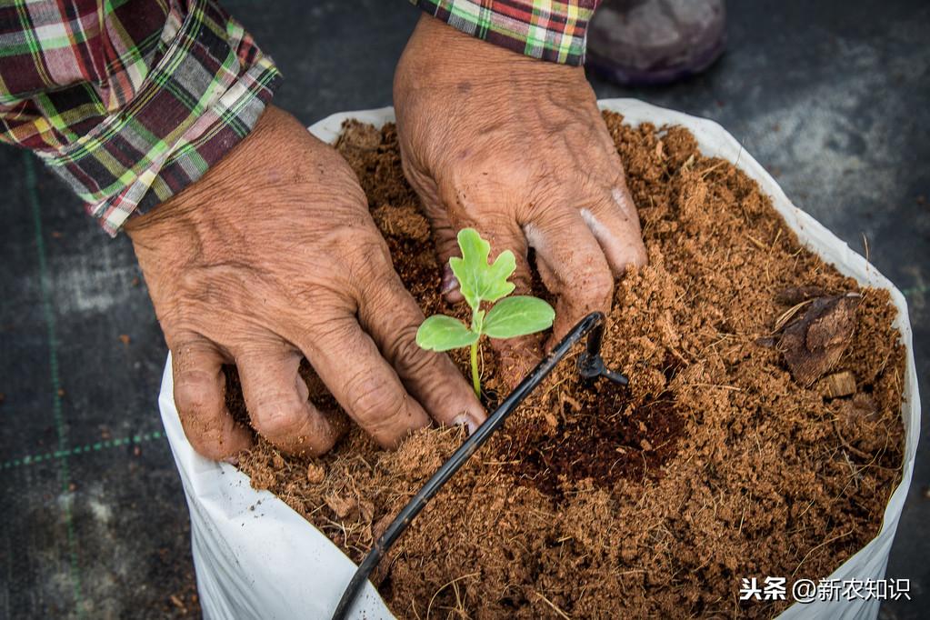 西瓜种植技术基肥_西瓜种植基肥技术视频_种西瓜基肥用什么肥好