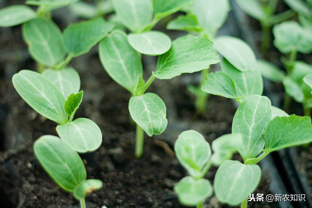 西瓜种植基肥技术视频_西瓜种植技术基肥_种西瓜基肥用什么肥好