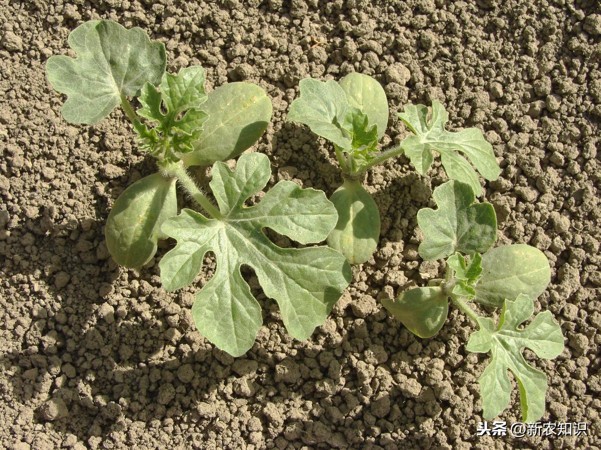 西瓜种植基肥技术视频_种西瓜基肥用什么肥好_西瓜种植技术基肥