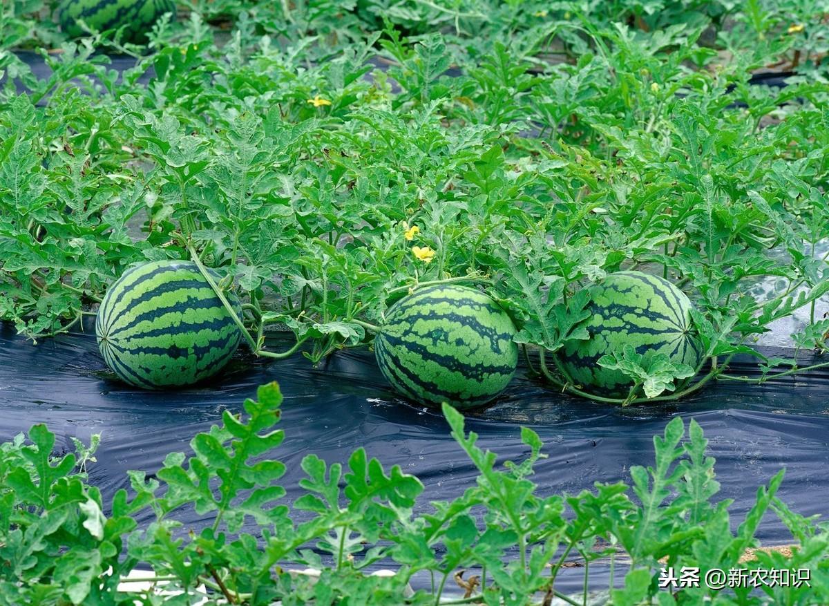 种西瓜基肥用什么肥好_西瓜种植技术基肥_西瓜种植基肥技术视频