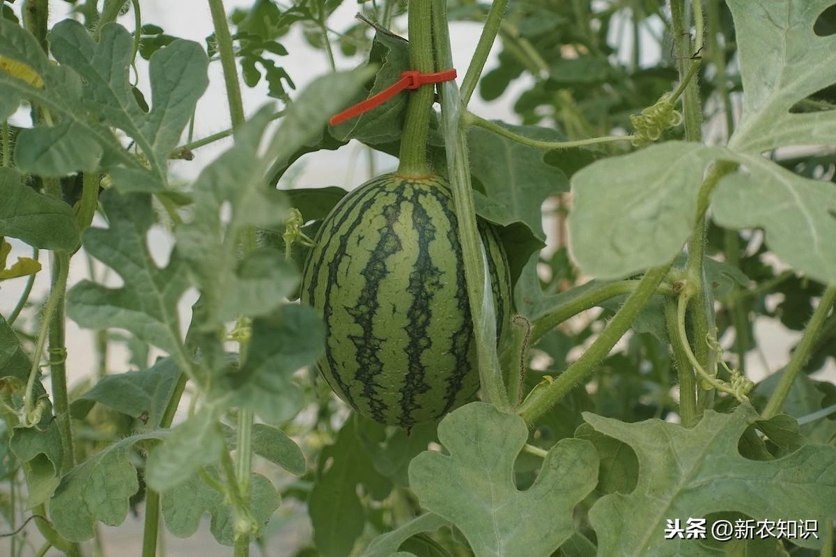 西瓜种植技术基肥_西瓜种植基肥技术视频_种西瓜基肥用什么肥好