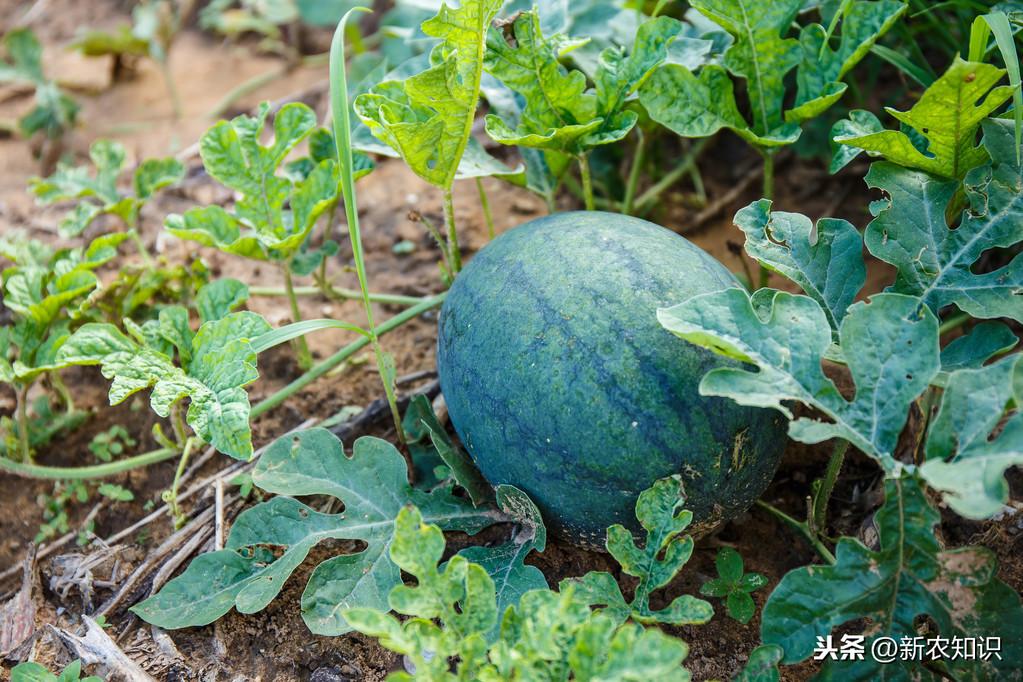 西瓜种植技术基肥_西瓜种植基肥技术视频_种西瓜基肥用什么肥好