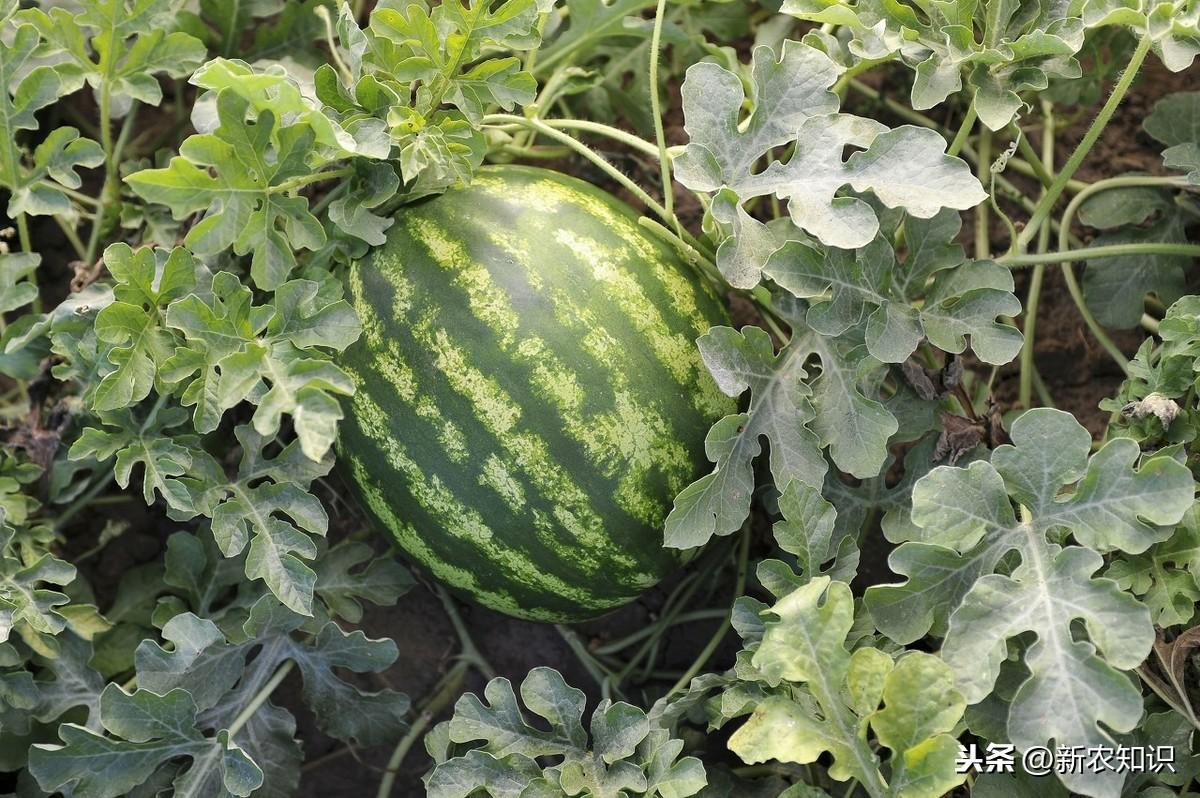 西瓜种植技术基肥_种西瓜基肥用什么肥好_西瓜种植基肥技术视频