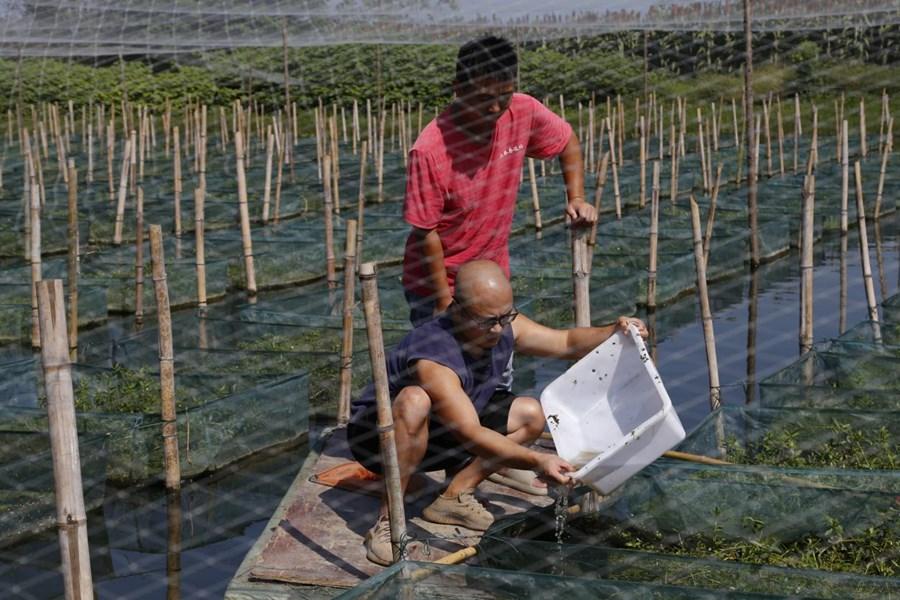 鳝鱼大棚高产养殖技术_大棚鳝鱼养殖投资多少_致富经鳝鱼大棚养殖视频