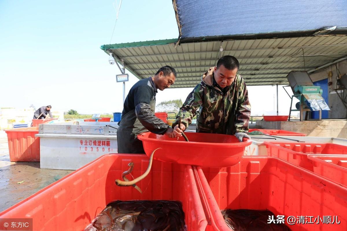 致富经鳝鱼大棚养殖视频_大棚养殖黄鳝的利润和成本_鳝鱼大棚高产养殖技术