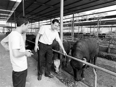 为推广杂交水牛 他走遍广西贫困县给农民“开小灶”