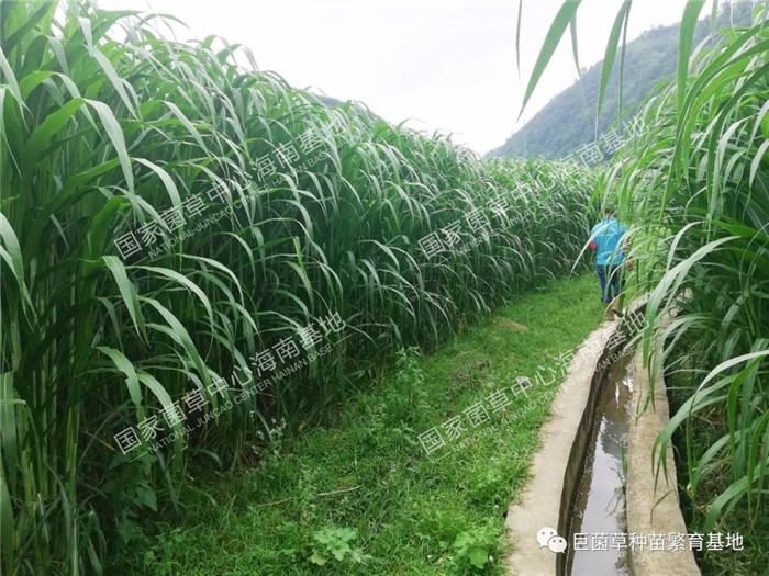 致富之草养殖_致富养殖好项目大全_致富经种牧草养殖视频