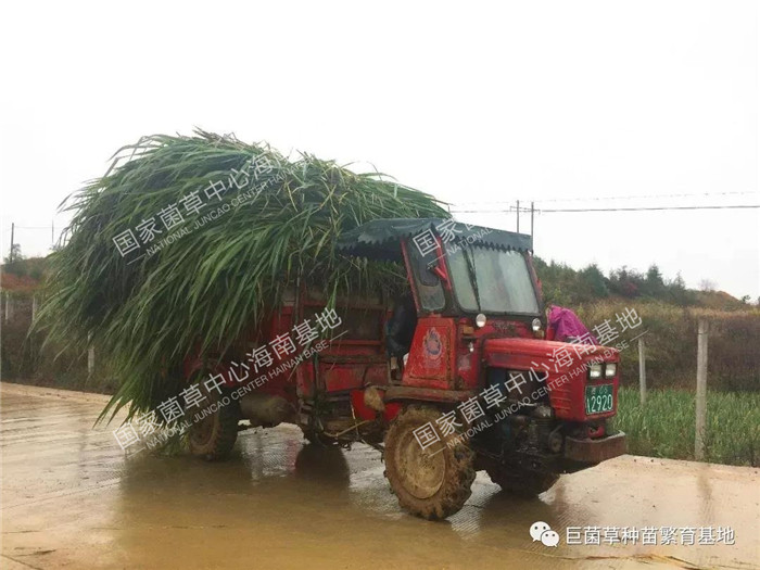 致富之草养殖_致富经种牧草养殖视频_致富养殖好项目大全