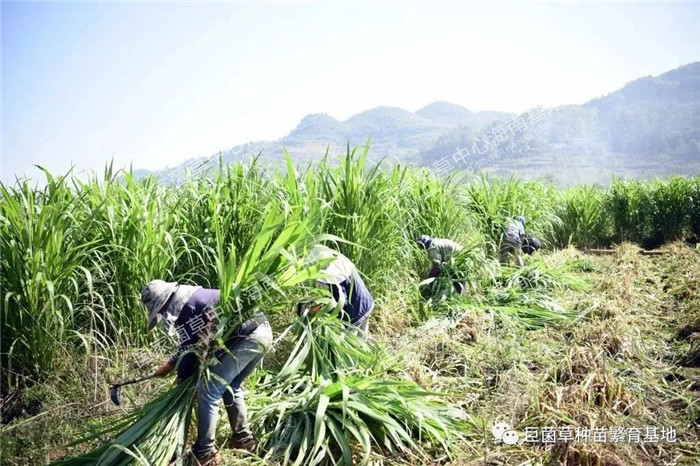 致富之草养殖_致富养殖好项目大全_致富经种牧草养殖视频