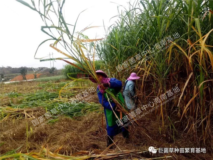 致富经种牧草养殖视频_致富之草养殖_致富养殖好项目大全