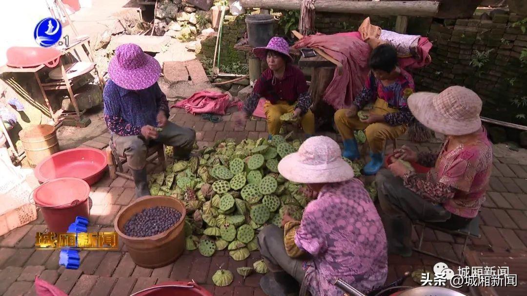 致富经神奇的莲子_致富神奇莲子图片_致富经神奇的莲子