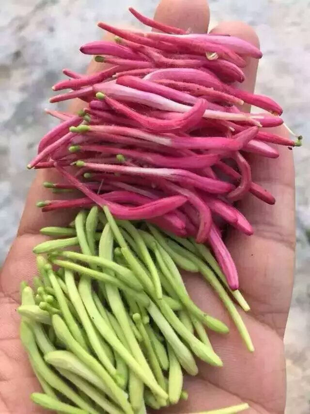 种植金银花技术含量高吗_种植金银花技术方法_金银花的种植技术