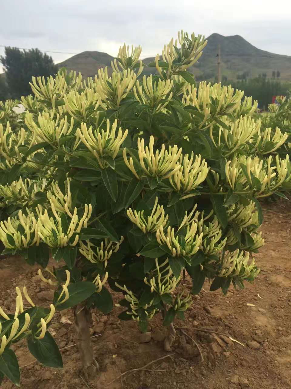 种植金银花技术方法_种植金银花技术含量高吗_金银花的种植技术