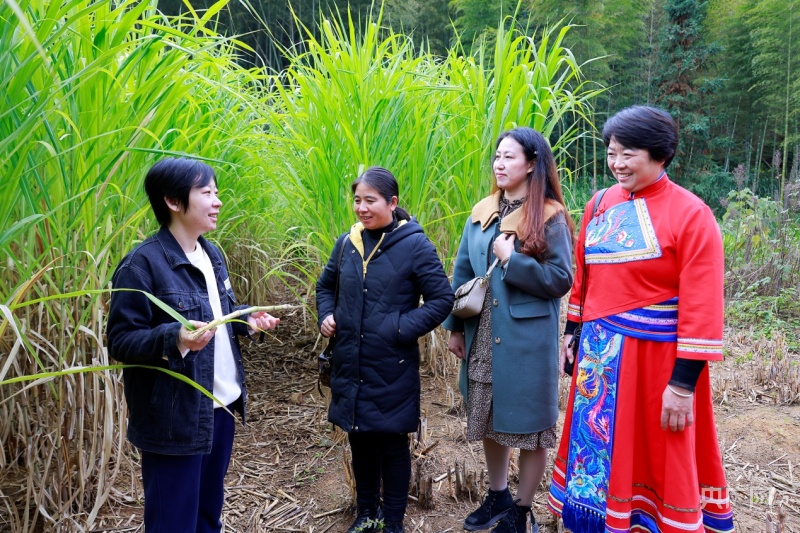 福建顺昌：复垦地种出“致富草”