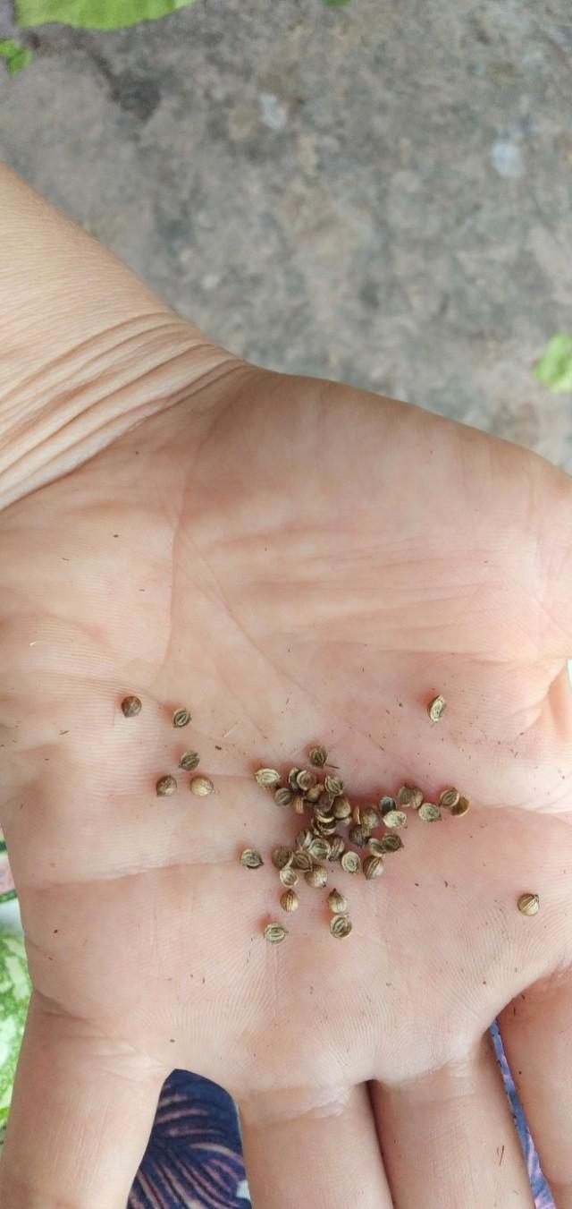 秋香菜的种植技术_香菜秋季种植方法和时间_秋季种香菜几天出苗