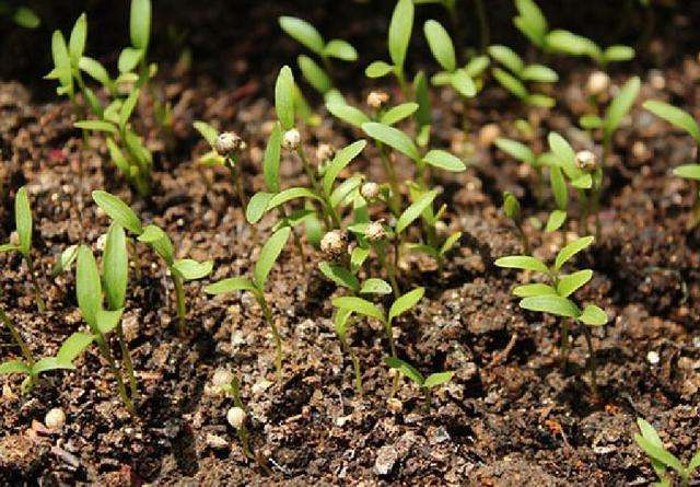 香菜秋季种植方法和时间_秋香菜的种植技术_秋季种香菜几天出苗