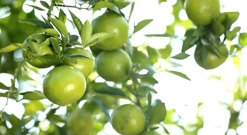 央视七套致富经狮头鹅_狮头鹅养殖骗局_致富经讲狮头鹅