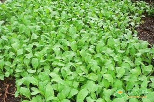 春茬小白菜种植技术要点-图片版权归惠农网所有