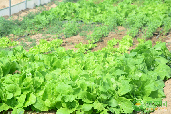 春茬小白菜种植技术要点-图片版权归惠农网所有