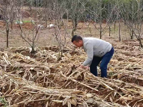 香丝瓜种植致富_种丝瓜致富的典型_丝瓜种植效益怎么样