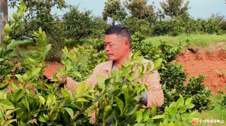 致富经脐橙种植_种植脐橙赚钱吗_致富种植脐橙怎么样