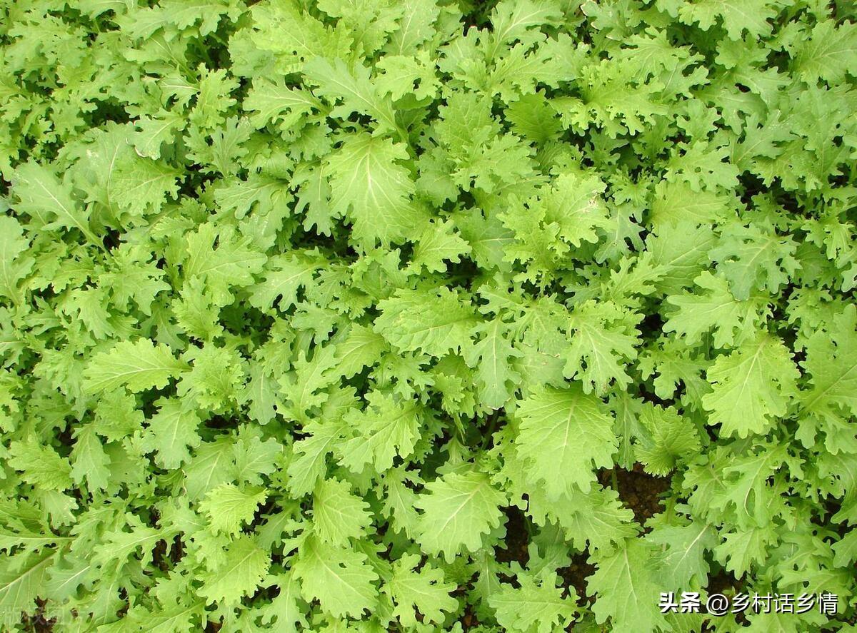 秋香菜的种植技术_秋季种香菜几天出苗_香菜夏季种植技术视频