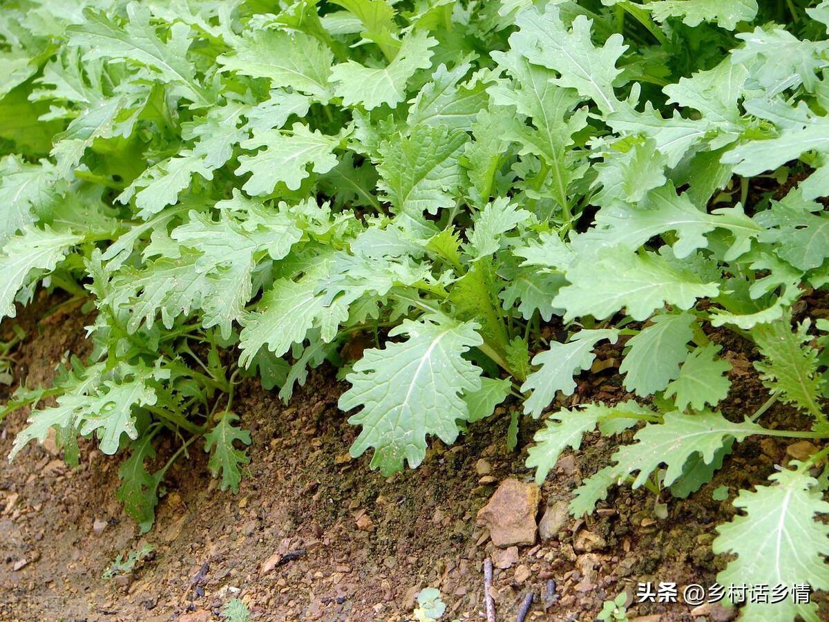 秋季种香菜几天出苗_香菜夏季种植技术视频_秋香菜的种植技术