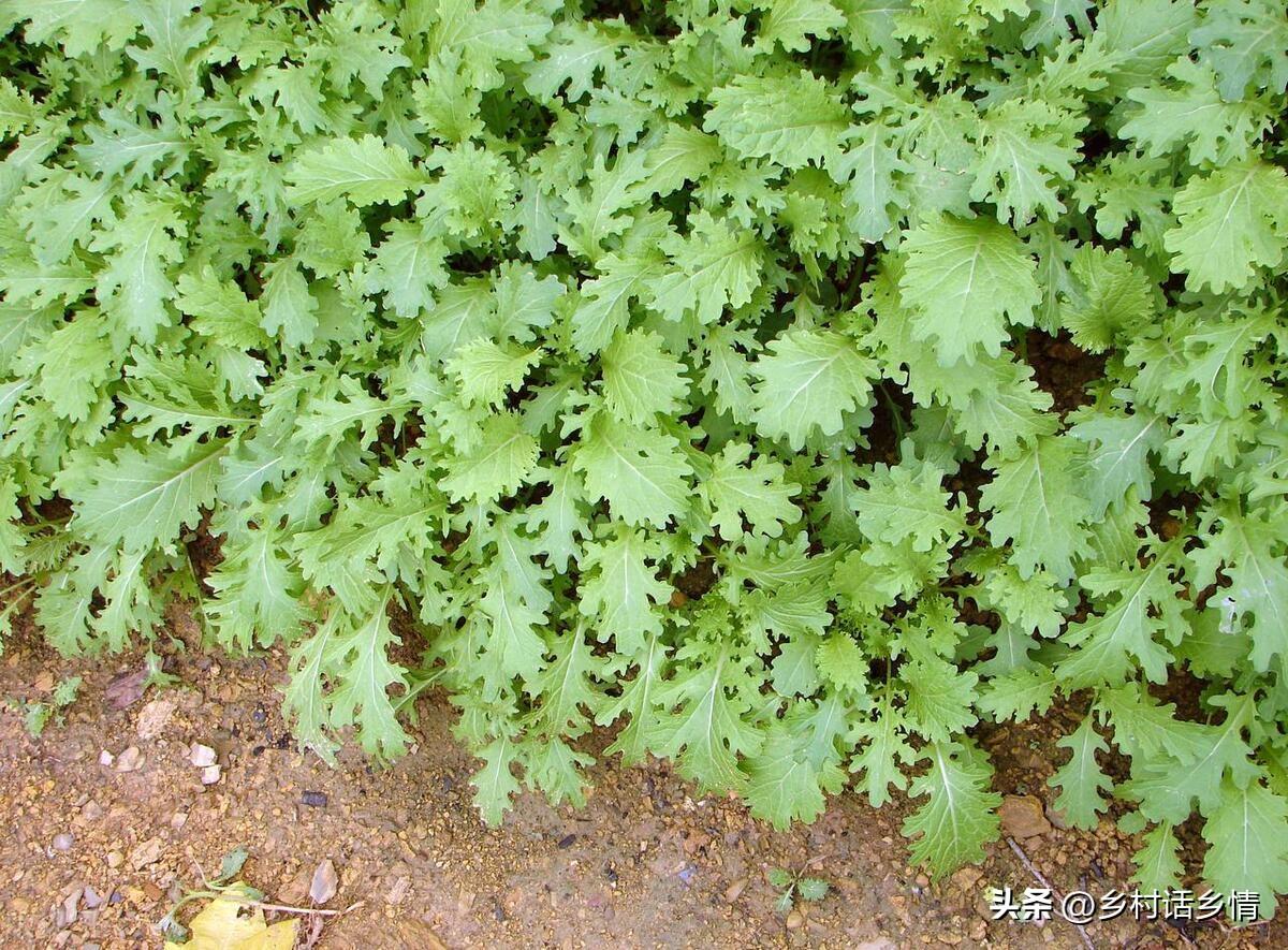 香菜夏季种植技术视频_秋季种香菜几天出苗_秋香菜的种植技术